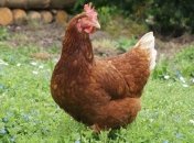 Украинская курятина вытесняет бразильскую с рынков ЕС 