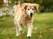 Люди и собаки найдут общий язык с помощью нового гаджета