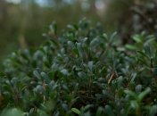 Портулак - стойкий сорняк, приносящий немало хлопот