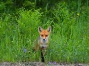 27 апреля ловля лисы ни к чему хорошему не приводит