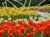 Цветущий Киев: на Певческом поле открылась выставка тюльпанов (Фото)