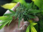 В Таиланде легализировали марихуану