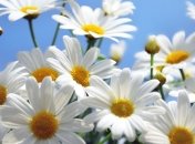 Чудодейственный эффект от умывания ромашкой