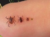 Как спастись от клещей на пикнике