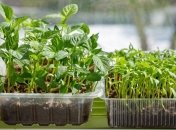 Простой и бюджетный способ вырастить шикарный урожай