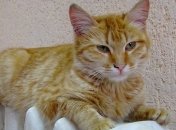 Отопительный сезон в Ужгороде частично начнут уже 10 октября