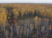 Рудий ліс у Чорнобилі