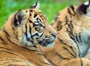 Туристам в Индии снова разрешили приезжать в гости к тиграм 