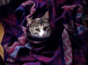 Комфорт и уют гарантирован: какие вещи незаменимы в холодной квартире