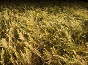 Казахстан понизил прогноз экспорта зерна