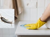 Такие "гости" никого не порадуют