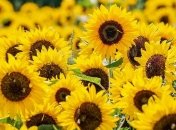 24 серпня - яке сьогодні свято, що категорично заборонено робити, головні прикмети