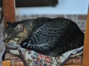 Фото: pixabay.com