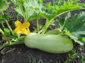 Кабачки вимагають особливої уваги під час цвітіння