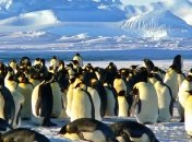 Испражняются веселящим газом: ученые рассказали, как "у человека едет кукушка" от нахождения в компании пингвинов