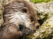 Ученые определили сильнейшего хищника Китая