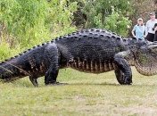 Во Флориде был замечен крокодил длиной около пяти метров (Видео)