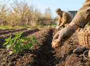Правильно посадить картофель поможет... крапива, гласит народная примета