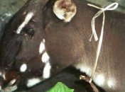 Редчайший азиатский единорог все-таки существует