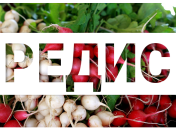 Редис в детском питании: 3 рецепта салатов для детей