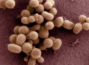 Ученые создали "клетку-зомби"