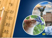 Какую погоду прогнозируют в Украине на вторую декаду июня