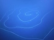 Выглядит как пришелец: близ Австралии нашли 50-метровую сифонофору (Фото, Видео)