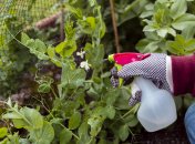 Тля забудет дорожку к вашему саду и огороду