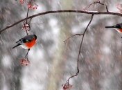 Погода в Украине 3 февраля: преимущественно снег с дождем 