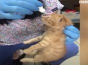 Кошка сама принесла больных котят в ветклинику за помощью: видео тронуло сеть