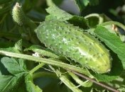 Эксперты назвали все полезные свойства огурцов