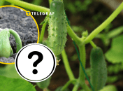 Огурцы, рассада