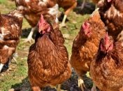 "Птички вылетели с Кабмина": украинское мясо продолжит экспансию на рынки ЕС