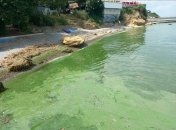 Море в Одессе окрасилось в зеленый цвет