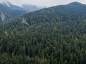 В лесах Украины будут действовать новые санитарные правила