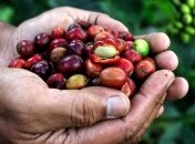 Глобальное потепление может уничтожить большую часть кофе на Земле