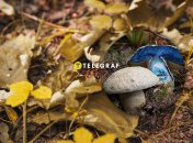 Гиропор синеющий – редкий вид, растущий в Украине