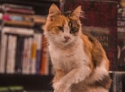 Для любителей хвостатых: замурчательные книги о кошках (Фото)