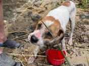 Пес Боніфацій