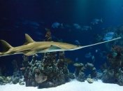 Совершенно случайно: обнаружены новые виды акул