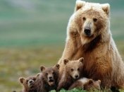 Ученые рассказали о роли кишечных бактерий в жизни медведей