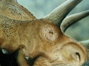 Ученые нашли останки нового вида рогатых динозавров