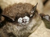 В США погибают миллионы летучих мышей: причина 