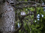 Какой сегодня праздник - День святого Василия Исповедника