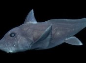 Редкая "акула-призрак" попала в объектив камеры ROV