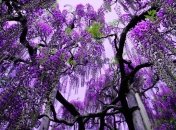 Удивительные пейзажи парка цветов в Асикага (Фото)