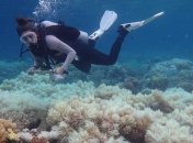 Большой барьерный риф меняет свой цвет