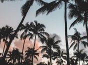 Глобальное потепление: тропические леса и коралловые рифы оказались под угрозой