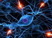 Ученые узнали, как именно умирают клетки нашего тела