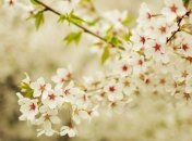 Прогноз погоды в Украине на сегодня: ясно и солнечно